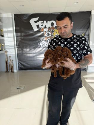 EXLUSİVE GERÇEK TOY POODLE YAVRULAR RENK RENK ANKARA