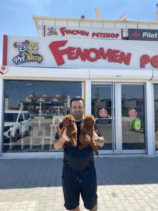 RENK RENK ORJİNAL TOY POODLE YAVRULARIMIZ GÜNCEL ANKARA