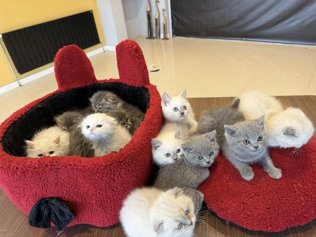 ORJİNAL IRK YAVRU KEDİLER MAGAZAMIZDA CANLI GÖRÜN