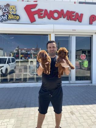 RENK RENK ORJİNAL TOY POODLE YAVRULARIMIZ GÜNCEL ANKARA