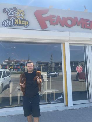 RENK RENK ORJİNAL TOY POODLE YAVRULARIMIZ GÜNCEL ANKARA
