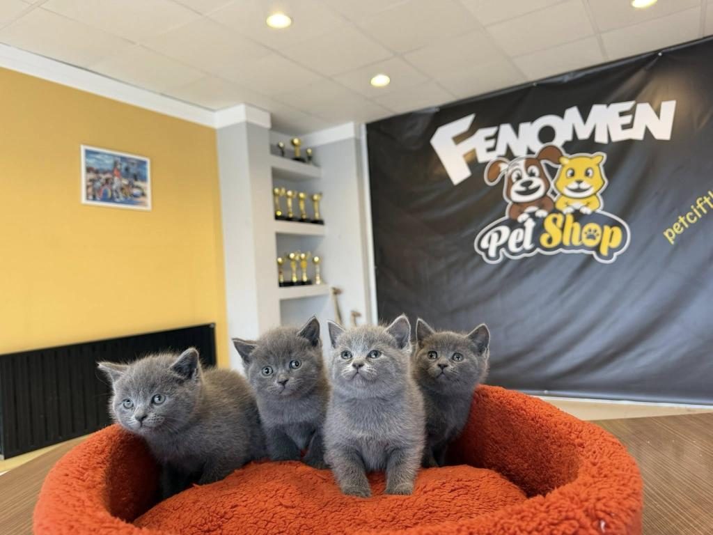 EXLUSİVE BRITISH SHORTHAIR YAVRULARI MAĞAZAMIZDA GÖRÜN