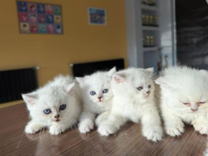 ORJİNAL IRK YAVRU KEDİLER MAGAZAMIZDA CANLI GÖRÜN