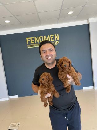 RENK RENK ORJİNAL TOY POODLE YAVRULARIMIZ GÜNCEL ANKARA