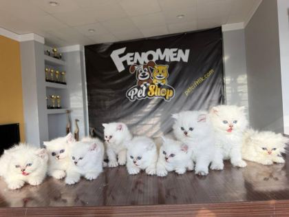 ORJİNAL IRK YAVRU KEDİLER MAGAZAMIZDA CANLI GÖRÜN