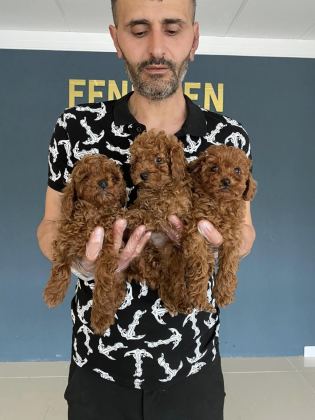 EXLUSİVE GERÇEK TOY POODLE YAVRULAR RENK RENK ANKARA