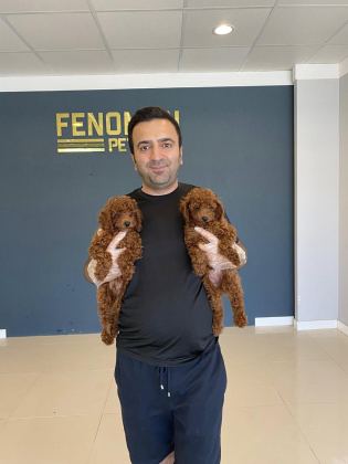 RENK RENK ORJİNAL TOY POODLE YAVRULARIMIZ GÜNCEL ANKARA