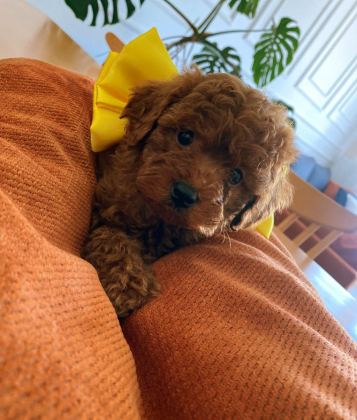 EXLUSİVE GERÇEK TOY POODLE YAVRULAR RENK RENK ANKARA