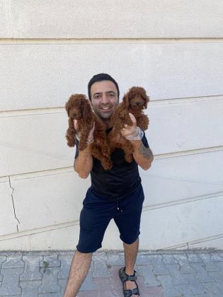 RENK RENK ORJİNAL TOY POODLE YAVRULARIMIZ GÜNCEL ANKARA