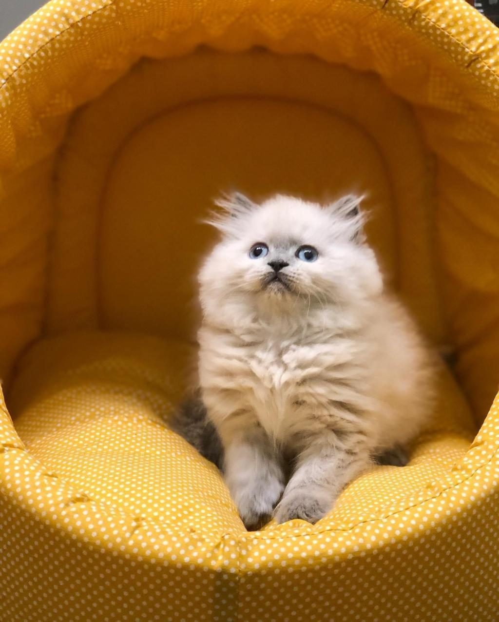 MAVİ GÖZLÜ BRITISH LONGHAIR YAVRULARIM