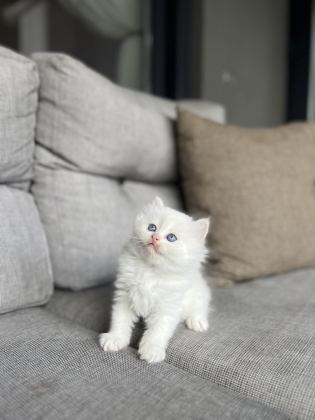 BRITISH LONGHAIR YAVRULARIM