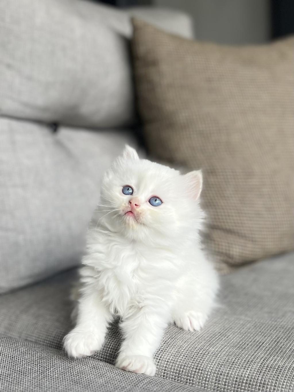 BRITISH LONGHAIR YAVRULARIM