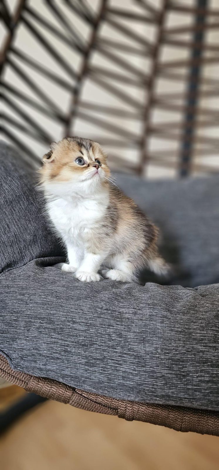 SCOTTISH FOLD GOLDEN YAVRULAR
