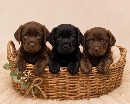 SAFKAN LABRADOR RETRİEVER YAVRULARIMIZ