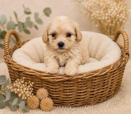 SEVGİ DOLU MALTİPOO YAVRULAR
