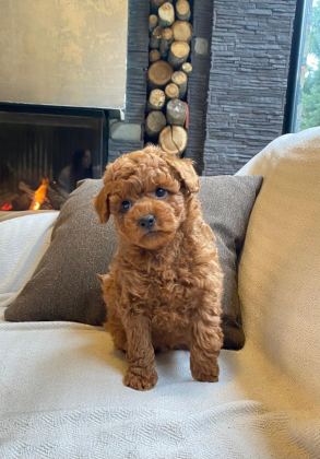 MUTLU TOY POODLE PATİLER SİZLERİ BEKLİYOR