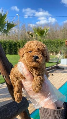 OYUNCAK AYICIK GÖRÜNÜMLÜ RED POODLE YAVRULARIMIZ