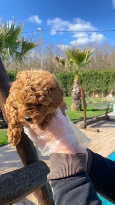 OYUNCAK AYICIK GÖRÜNÜMLÜ RED POODLE YAVRULARIMIZ