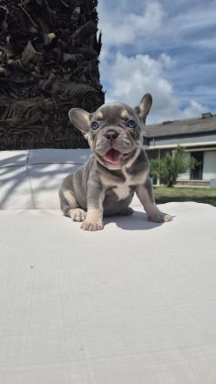 EŞSİZ BİR FRENCH BULLDOG İÇİN BİZİ ARAMADAN KARAR VERMEYİN