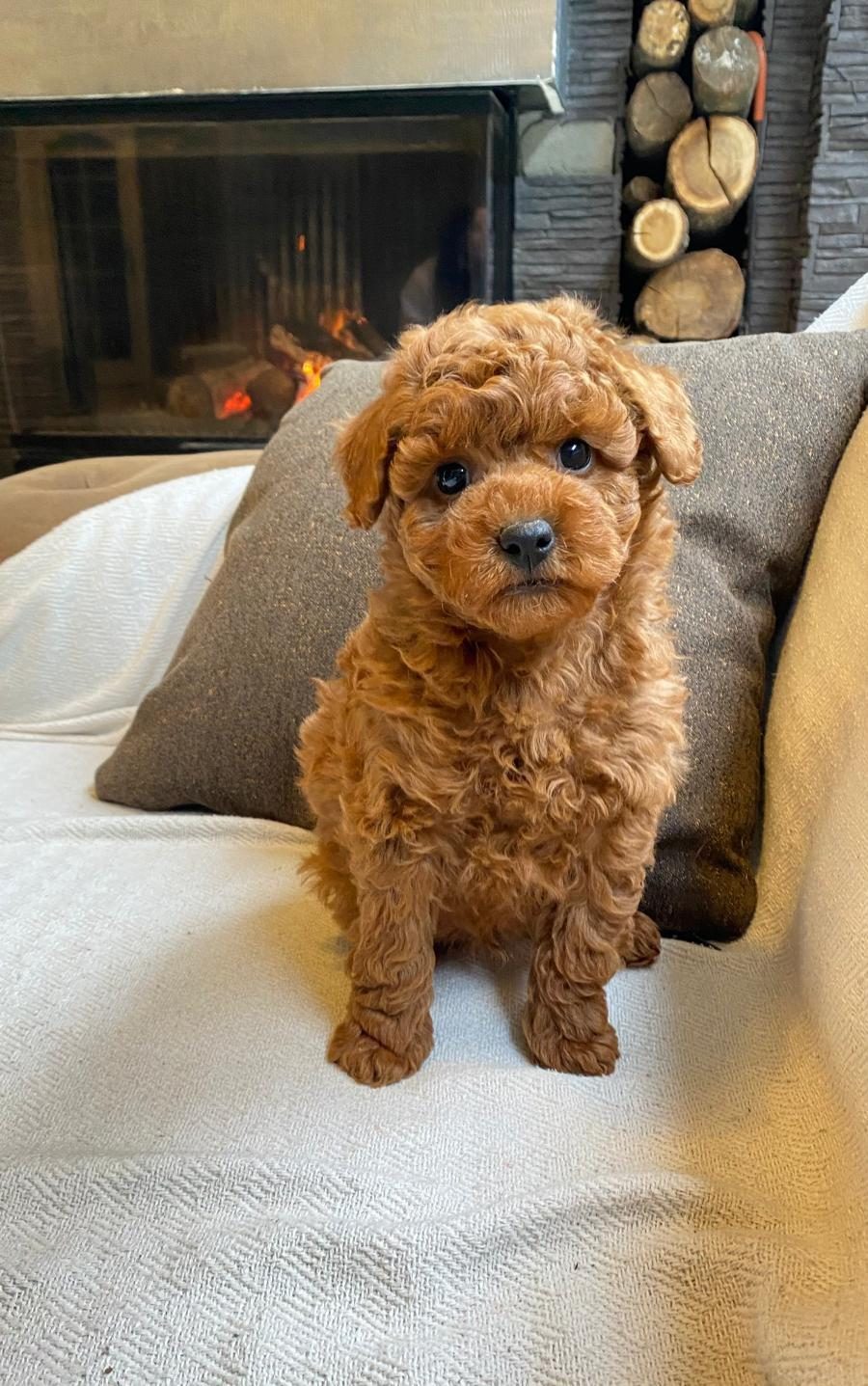 MUTLU TOY POODLE PATİLER SİZLERİ BEKLİYOR