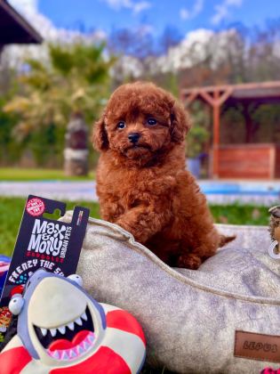 EĞİTİLEBİLİR TOY POODLE YAVRULARI İLE EVİNİZE NEŞE KATIN