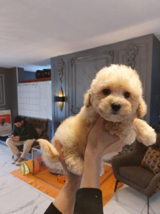 TEDDY SURAT KORE KAN MALTİPOO YAVRULARIMIZ