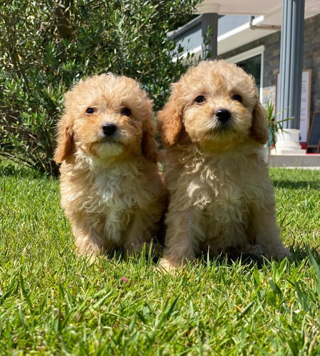 İPEKSİ TÜYLÜ NEŞE KÜPÜ MALTİPOO YAVRULARI
