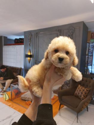 TEDDY SURAT KORE KAN MALTİPOO YAVRULARIMIZ