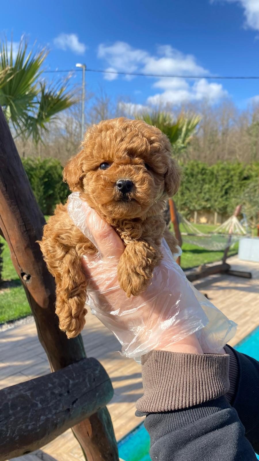 OYUNCAK AYICIK GÖRÜNÜMLÜ RED POODLE YAVRULARIMIZ
