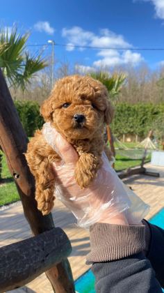 OYUNCAK AYICIK GÖRÜNÜMLÜ RED POODLE YAVRULARIMIZ