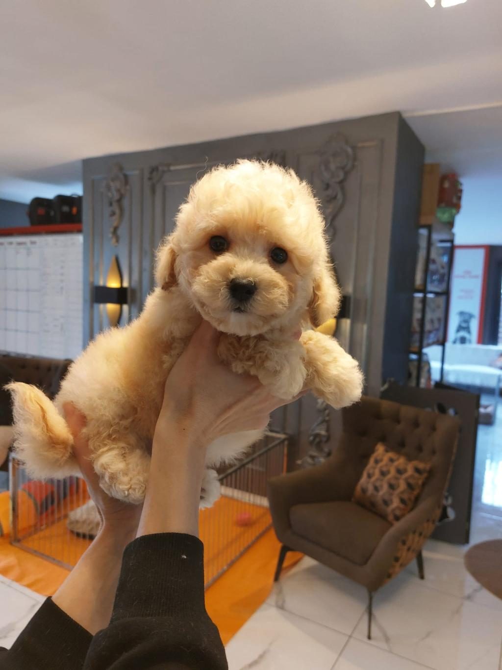TEDDY SURAT KORE KAN MALTİPOO YAVRULARIMIZ