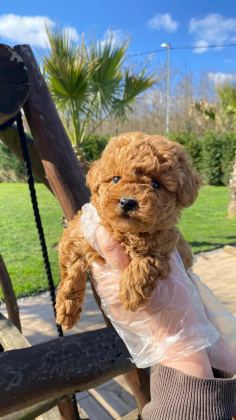 OYUNCAK AYICIK GÖRÜNÜMLÜ RED POODLE YAVRULARIMIZ