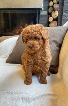 MUTLU TOY POODLE PATİLER SİZLERİ BEKLİYOR