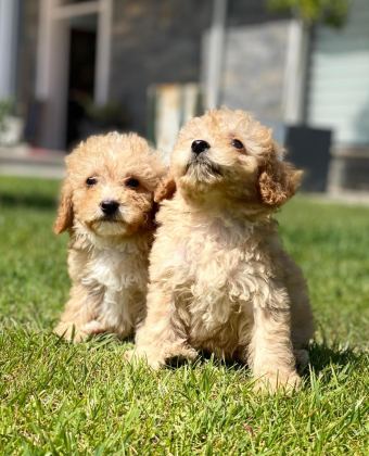 İPEKSİ TÜYLÜ NEŞE KÜPÜ MALTİPOO YAVRULARI
