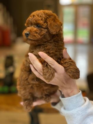 POODLE ÇIFTLİĞİNDEN RED BROWN TOY POODLE BEBEKLERİMİZ