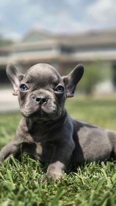 EŞSİZ BİR FRENCH BULLDOG İÇİN BİZİ ARAMADAN KARAR VERMEYİN