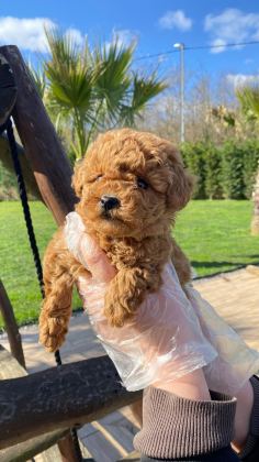 OYUNCAK AYICIK GÖRÜNÜMLÜ RED POODLE YAVRULARIMIZ
