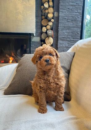MUTLU TOY POODLE PATİLER SİZLERİ BEKLİYOR