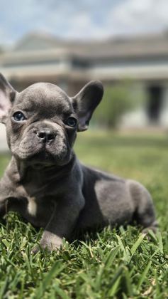 EŞSİZ BİR FRENCH BULLDOG İÇİN BİZİ ARAMADAN KARAR VERMEYİN