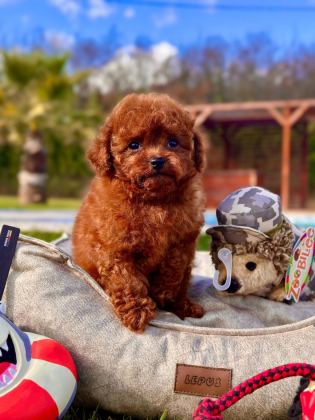 EĞİTİLEBİLİR TOY POODLE YAVRULARI İLE EVİNİZE NEŞE KATIN
