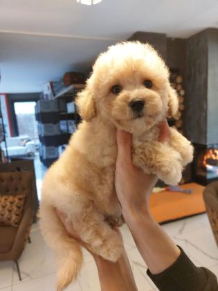 TEDDY SURAT KORE KAN MALTİPOO YAVRULARIMIZ