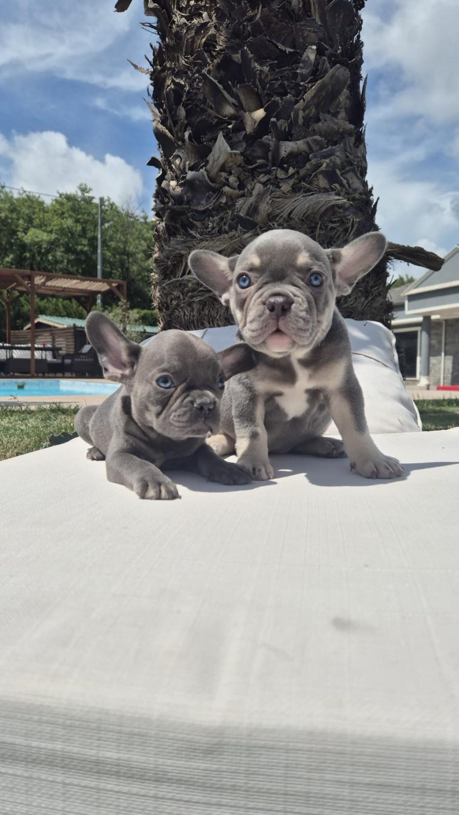 EŞSİZ BİR FRENCH BULLDOG İÇİN BİZİ ARAMADAN KARAR VERMEYİN