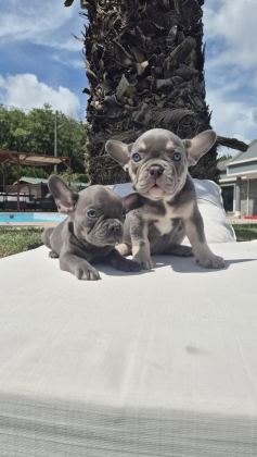EŞSİZ BİR FRENCH BULLDOG İÇİN BİZİ ARAMADAN KARAR VERMEYİN