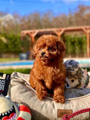 EĞİTİLEBİLİR TOY POODLE YAVRULARI İLE EVİNİZE NEŞE KATIN