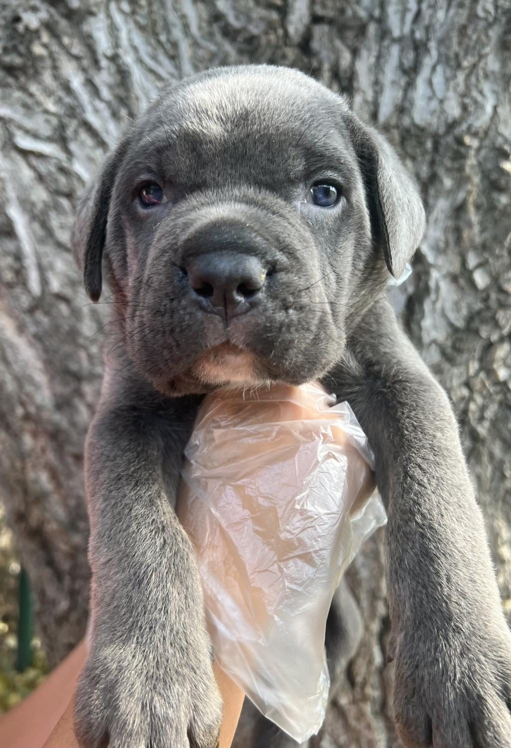 HARİKA ANATOMİ CANE CORSO YAVRULAR