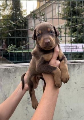HARİKA ANATOMİ DOBERMAN YAVRULAR