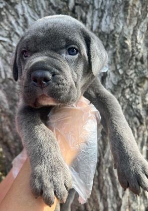 HARİKA ANATOMİ CANE CORSO YAVRULAR