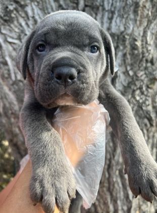 HARİKA ANATOMİ CANE CORSO YAVRULAR