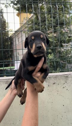 HARİKA ANATOMİ DOBERMAN YAVRULAR