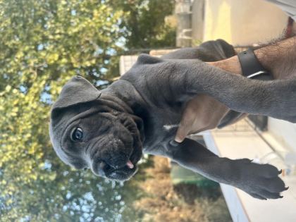 HARİKA ANATOMİ CANE CORSO YAVRULAR